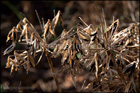 Agapanthus africanus (African lily) dried seed heads, about to drop their seeds