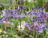 Agapanthus africanus 'Black Pantha'