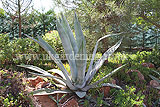 Agave