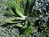 Agave attenuata