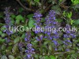 Ajuga reptans (Bugle)