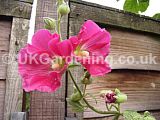 Alcea (Hollyhock)