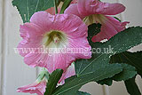 Alcea (Hollyhock)