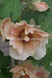 Alcea (Hollyhock)