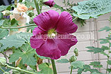 Alcea (Hollyhock)