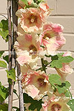 Alcea (Hollyhock)