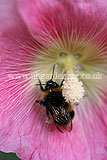 Alcea (Hollyhock) with bumble bee