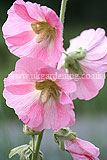 Alcea (Hollyhock)