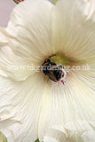 Alcea (Hollyhock) with bumble bee