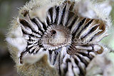 Alcea (Hollyhock) seed pod