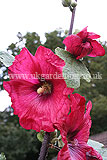 Alcea (Hollyhock)