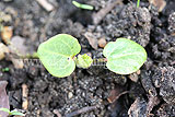 Alcea (Hollyhock) seedling