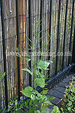 Alliaria petiolata (Garlic Mustard)