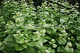 Alliaria petiolata (Garlic mustard)