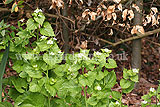 Alliaria petiolata (Garlic Mustard)