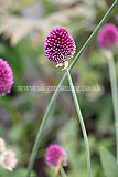 Allium sphaerocephalon (Round-headed Leek, Round-headed Garlic) syn. Allium sphaerocephalum