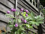 Allium cernuum (Nodding wild onion)