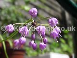 Allium cernuum (Nodding wild onion)