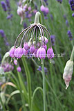 Allium cernuum (Nodding wild onion)