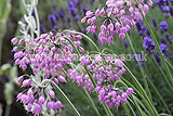 Allium cernuum (Nodding wild onion)