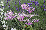 Allium cernuum (Nodding wild onion)