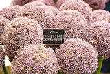 Allium 'Globemaster' AGM (ornamental onion)
