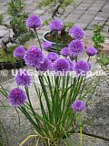 Allium schoenoprasum (Chives)