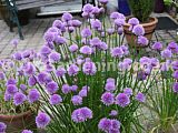 Allium schoenoprasum (Chives)