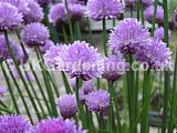 Allium schoenoprasum (Chives)