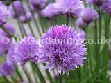 Allium schoenoprasum (Chives)