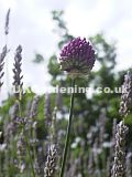 Allium sphaerocephalon (Round-headed Leek, Round-headed Garlic) syn. Allium sphaerocephalum