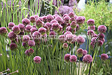 Allium sphaerocephalon (Round-headed leek)