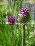 Allium hollandicum 'Purple Sensation' (Ornamental onion)