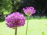 Allium hollandicum 'Purple Sensation' (Ornamental onion)