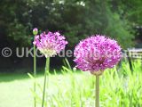 Allium hollandicum 'Purple Sensation' (Ornamental onion)