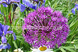 Allium hollandicum 'Purple Sensation' (Ornamental onion)