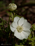 Anemone coronaria 'The Bride' syn. 'Die Braut'