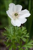 Anemone coronaria 'The Bride' syn. 'Die Braut'