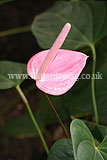 Anthurium andreanum (Flamingo flower)