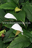 Anthurium andreanum (Flamingo flower)