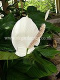 Anthurium andreanum (Flamingo flower)