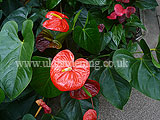 Anthurium andreanum (Flamingo flower)