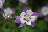 Aquilegia (Columbine)