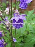 Aquilegia (Columbine)