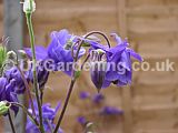 Aquilegia (Columbine)