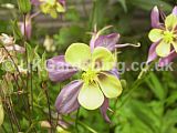 Aquilegia (Columbine)