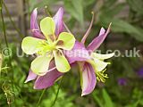 Aquilegia (Columbine)