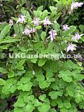 Aquilegia (Columbine)