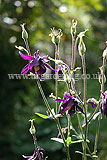 Aquilegia (Columbine)