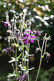 Aquilegia (Columbine)